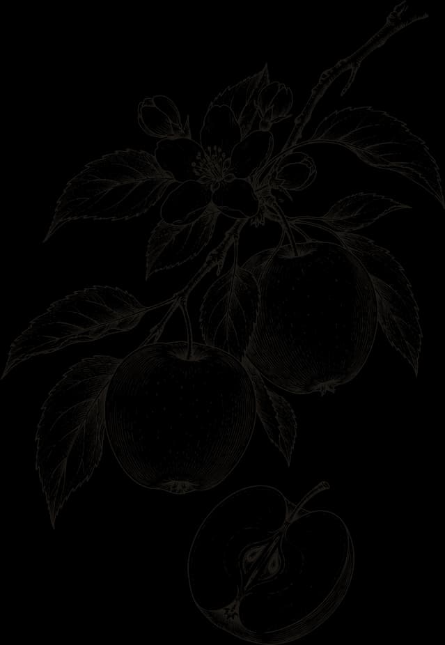 Kresba: Jablko (Malus domestica)