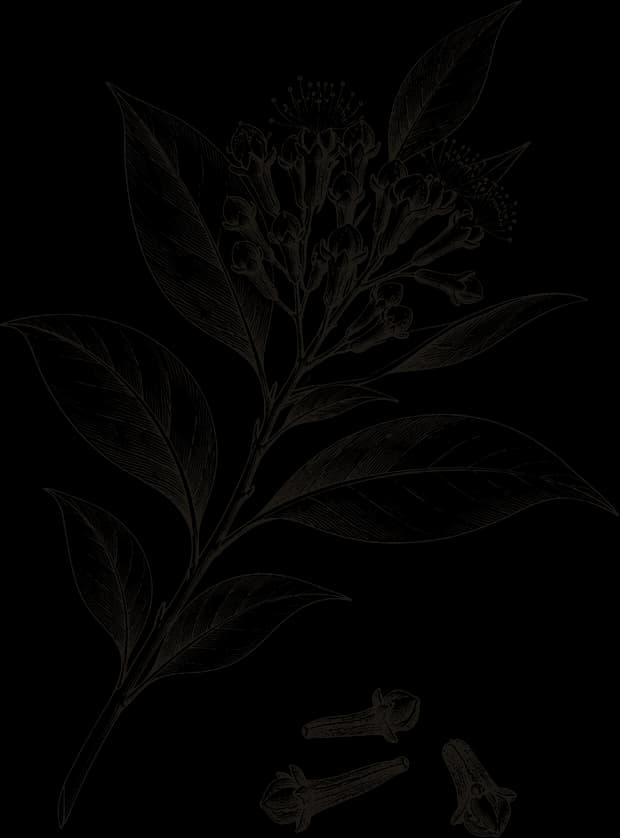 Kresba: Hřebíček (Syzygium aromaticum)