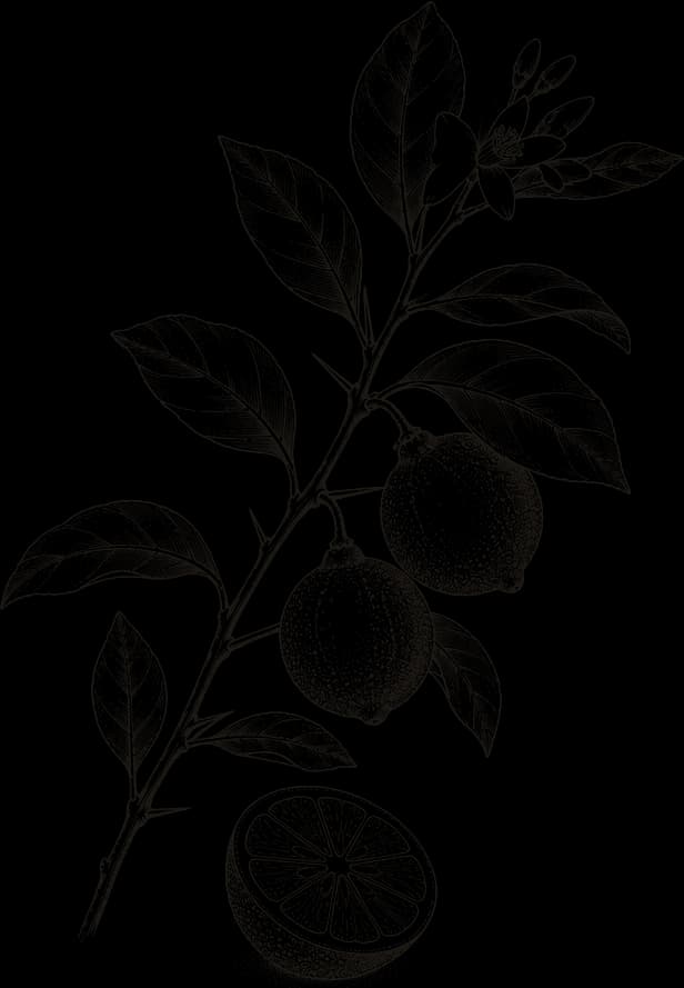 Kresba: Limetková kůra (Citrus aurantiifolia)