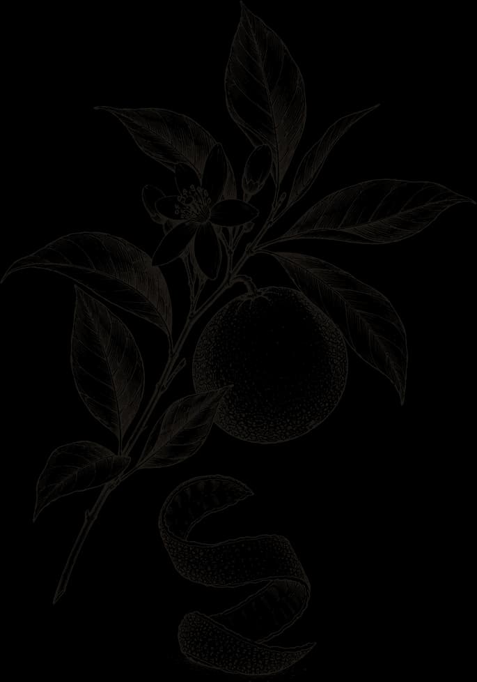 Kresba: Pomerančová kůra (Citrus sinensis)